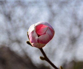 Canvas Print - bud of magnolia