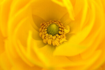 yellow flower macro