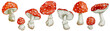 Set of watercolor fly agaric mushrooms.