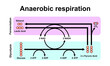 Anaerobic Respiration Scheme. Colorful Symbols. Vector Illustration.
