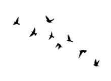 A Flock Of Flying Birds. Free Birds. Vector Illustration