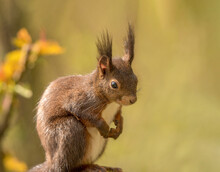 Eichhörnchen In Warmer Frühlingssonne.
Squirrel In Warm Spring Sunshine.
