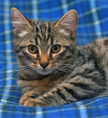 Sticker - cute tabby kitten on blue background