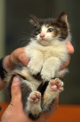 Wall Mural - little tricolor fluffy kitten in hands