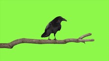 Raven Perched On A Tree Branch Green Screen