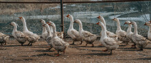 Domestic White Geese On The Farm. Flock Of Fattening Geese, On The Rural Farm For The Production Of Meat And Goose Feathers. Flock Of White Domestic Geese 