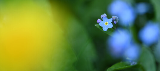 Wall Mural - Beautiful close-up of a myosotis