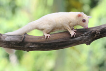 A Young Albino Sugar Glider Eating A Ripe Banana On A Tree. This Mammal Has The Scientific Name Petaurus Breviceps.