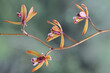 The beauty of the wild Cymbidium orchid in full bloom. This orchid has the scientific name Cymbidium aloifolium.