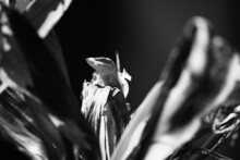 Shedding Green Gecko In The Pink Hawaiian Plant - Black And White