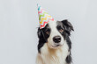Happy Birthday party concept. Funny cute puppy dog border collie wearing birthday silly hat isolated on white background. Pet dog on Birthday day