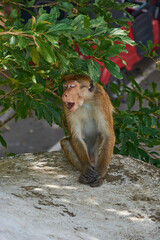 Monkeys in the jungle in summer nature tropics