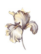 Beautiful iris flower on a stem.  Isolated on white background. Digital illustration.