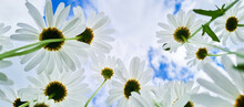 Bottom View Of White Daisies In Garden. Chamomile Flowers Against Blue Sky.