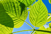 Bottom View Of Fresh Green Leaves Against Blue Sky. Summer Natural Background.