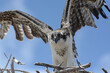 Osprey wings spread against the blue sky (juvenile bird of prey in its nest)