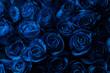 Bouquet Of Beautiful Blue Roses. Trend color classic blue. . Valentine's Day. Selective Focus. Roses wallpaper