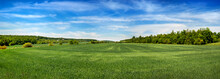 Green Grain Field, Horizon And White Clouds On Blue Sky, Spring View
