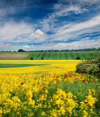 Fotomurales - Amazing bright colorful rapeseed field with poppies, beautiful rural landscape and sky with hills in spring