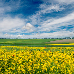 Fotomurales - rapeseed field , beautiful rural landscape lines and incredible sky