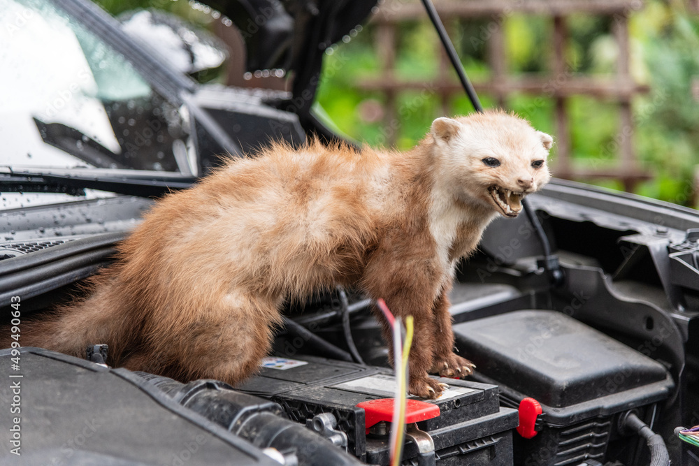 Marten at a cars engine compartment causing trouble and biting cables Stock Photo | Adobe Stock