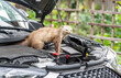 Marten at a cars engine compartment causing trouble and biting cables