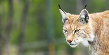 Eurasian Lynx Lynx Portrait Outdoors In The Wilderness. Endangered Species And Animal Photography Concept.