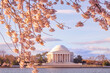 The Jefferson Memeorial framed by cherry blossoms in the springtime