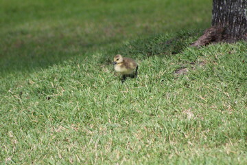 Cute and Fluffy Baby Geese 