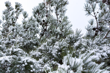 Wall Mural - Forest in the snow