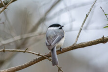 
A Lowkey Horizontal Portrait, Photograph Of Gray Tufted Titmouse Bird Perched On A Brown Limb Of A Bush With A Light Gray Blurred Background. Picture, Or Photo, Is A Songbird Of The Chickadee Family 