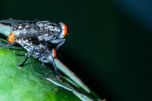 A Couple Of Fly Mating  On Top Of A Green Leaf