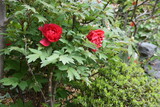 Fototapeta Sawanna - Tree peony blossoms. Paeoniaceae deciduous shrub. From April to June, flowers of multiple colors such as red, white and purple bloom.