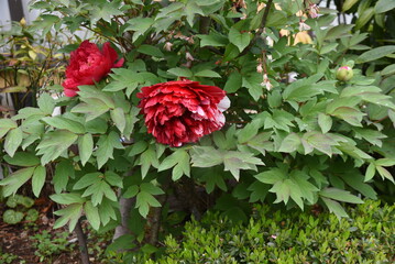 Wall Mural - Tree peony blossoms. Paeoniaceae deciduous shrub. From April to June, flowers of multiple colors such as red, white and purple bloom.