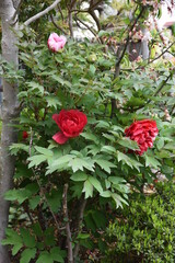 Wall Mural - Tree peony blossoms. Paeoniaceae deciduous shrub. From April to June, flowers of multiple colors such as red, white and purple bloom.