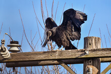 Black Vulture Spreading Her Wings While Perched On Telephone Pole 
