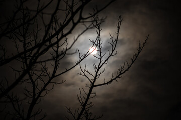 Wall Mural - the full moon in cloudy sky seen through branches of trees at night