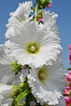 Close Up Of Blooming Hollyhock Flowers (Alcea Rosea) In The Garden 