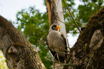 bird