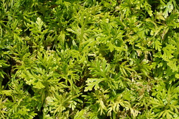 green grass background