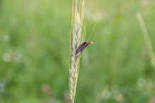 Rye With Ergot Fungus In The Green Summer Field.