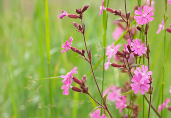 Sticker - Red campion, silene dioica photographed with shallow depth of field