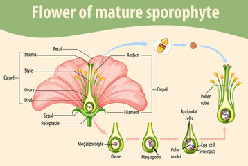 Wall Mural - Diagram showing flower of mature sporophyte