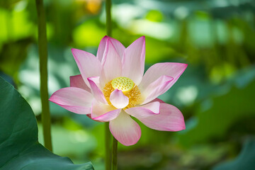 lotus flower plants in garden pond