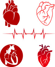 Different Style Human Heart And ECG Vector
