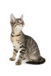 © Alexey Kuznetsov - Three months old kitten sitting on a white background