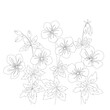 blossom geranium field flower outline contour coloring book vector hand drawn page pelargonium