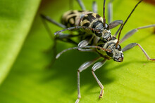 Two Mating Banded Longhorn Beetle