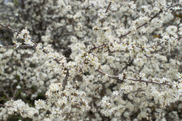 Wall Mural - Flores blancas de un arbusto en primavera. 