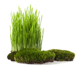 Wall Mural - Green grass and moss isolated on white background.